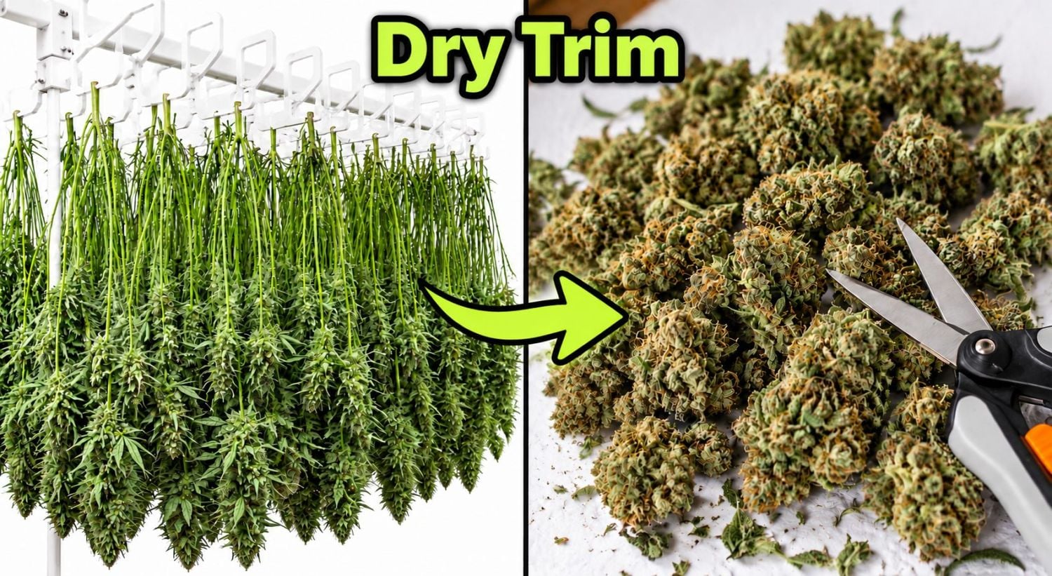 Trimming Guide: Dry trimming Cannabis plant