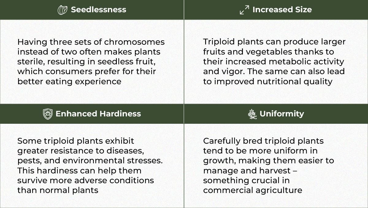 The Potential of Triploid Genetics in Revolutionizing the Cannabis Industry: The benefits The Potential of Triploid Genetics in Revolutionizing the Cannabis Industry: The benefits
