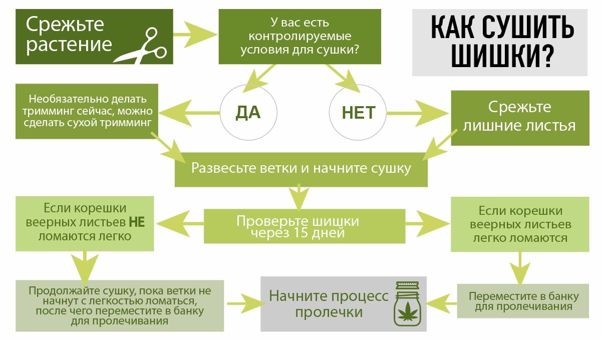 Как сушить каннабис: что учесть Как сушить каннабис: что учесть