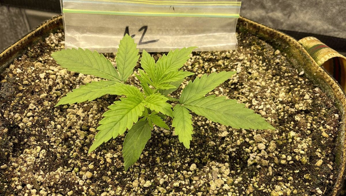 Strain_Name cannabis strain: early veg | week 2 | a young but strong weed plant growing in a pot filled with coco coir