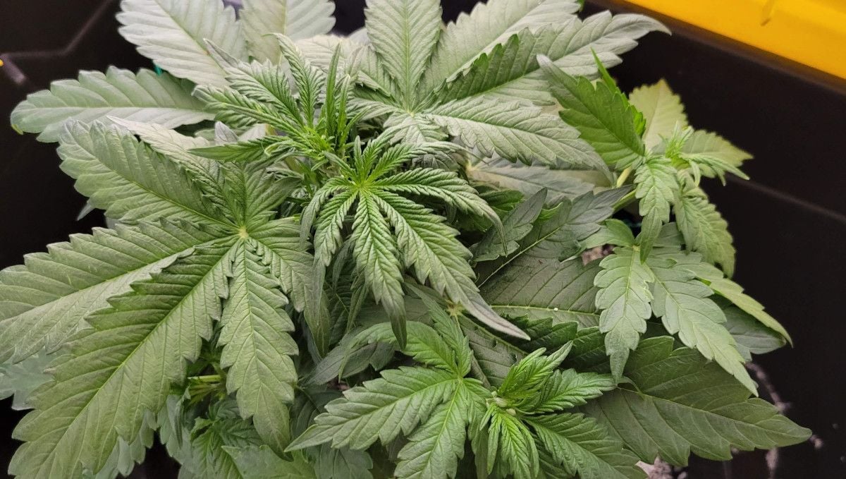 Mimosa Cake Auto cannabis strain: early veg | weeks 3-4 | a very compact young autoflower with dense foliage