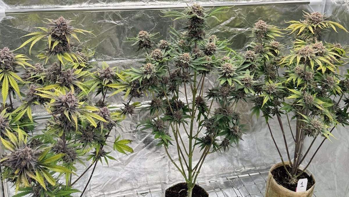 image__.png Cherry Cola Auto RF3