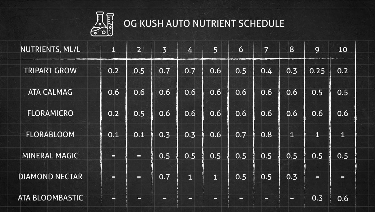 OG Kush Auto cannabis strain: feeding chart for the vegetative and flowering stages OG Kush Auto cannabis strain: feeding chart for the vegetative and flowering stages