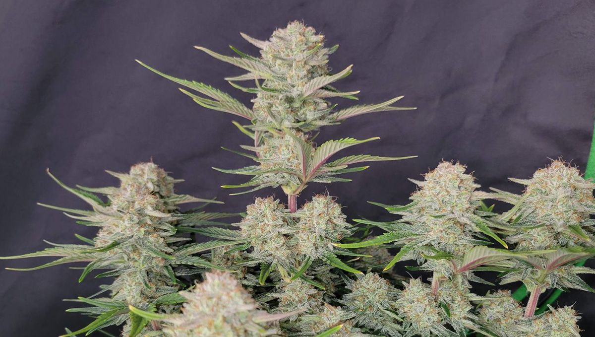 Top 10 Best Outdoor Autoflower Seeds UK 2024: Apricot auto