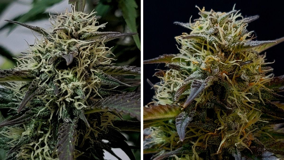 Banana Purple Punch Auto cannabis strain: mid flower (bulk phase) | weeks 7-8 | close-ups of maturing buds