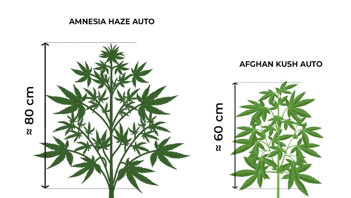 How tall do autoflowers get?: size comparison during the vegetative stage