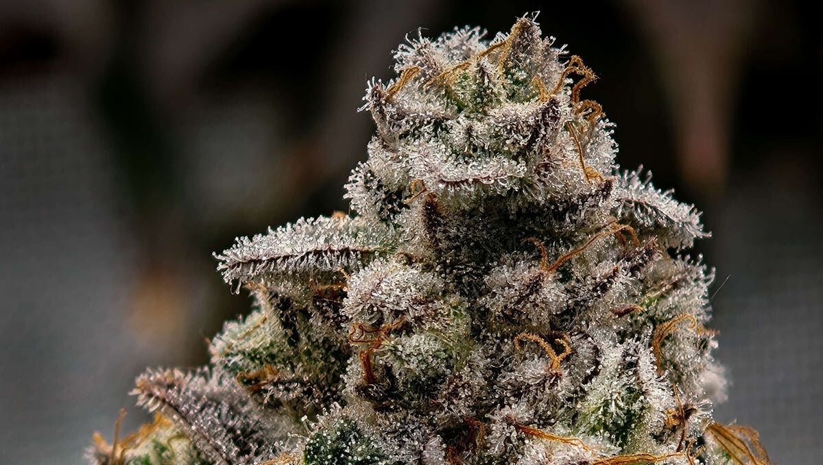 388.jpg Gorilla Melon