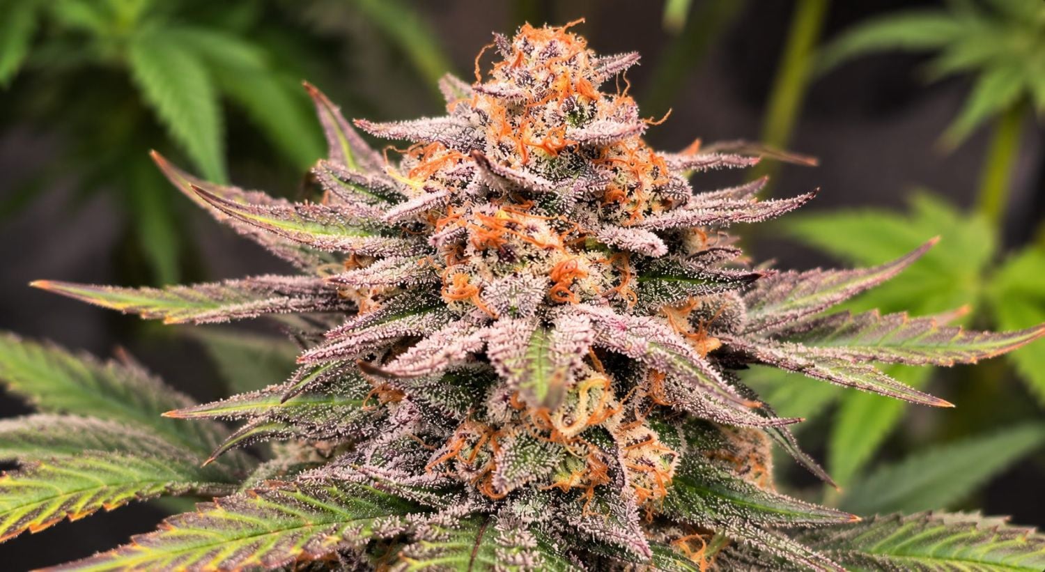 Can autoflowers grow in winter: can autos withstand harsh conditions?
