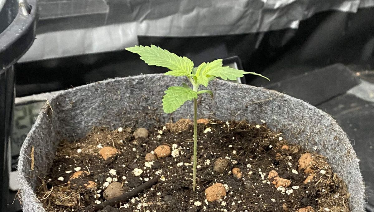 Tangie Auto cannabis strain: germination and seedling stage | week 1