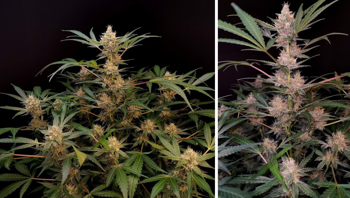 Tropicana Cookies Auto cannabis strain: mid flower (bulk phase) | weeks 8-9 | an indoor marijuana plant with buds filling out and getting frosty