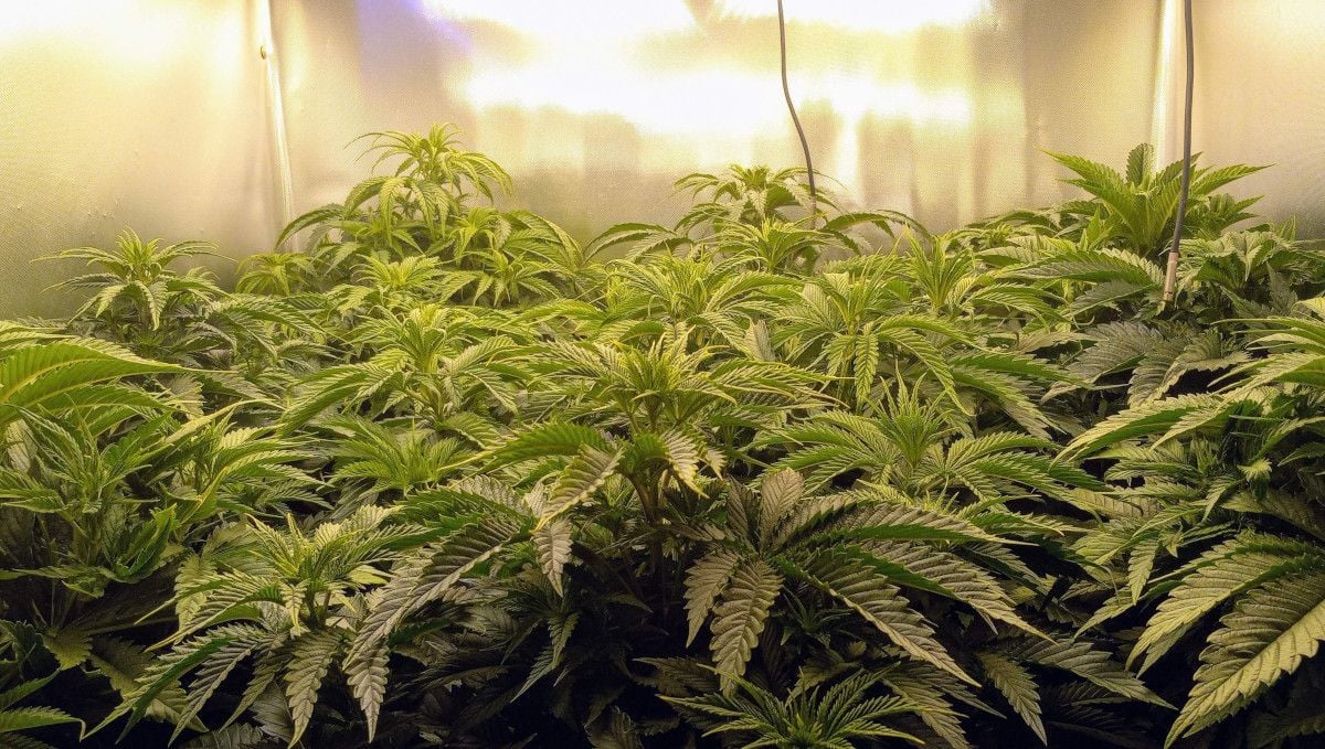 Gorilla Cookies FF cannabis strain: mid veg | weed plants vegging in a SOG setup 