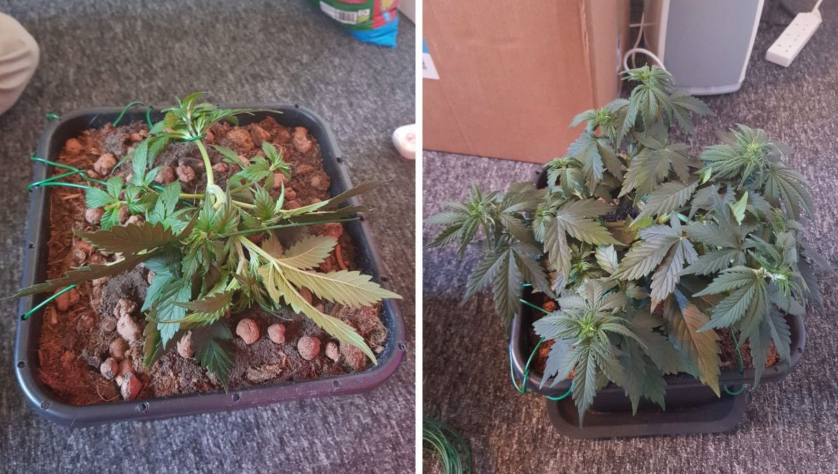 Auto Mazar cannabis strain: mid veg | weeks 3-4 | the training of a short, bushy plant grown in a plastic pot