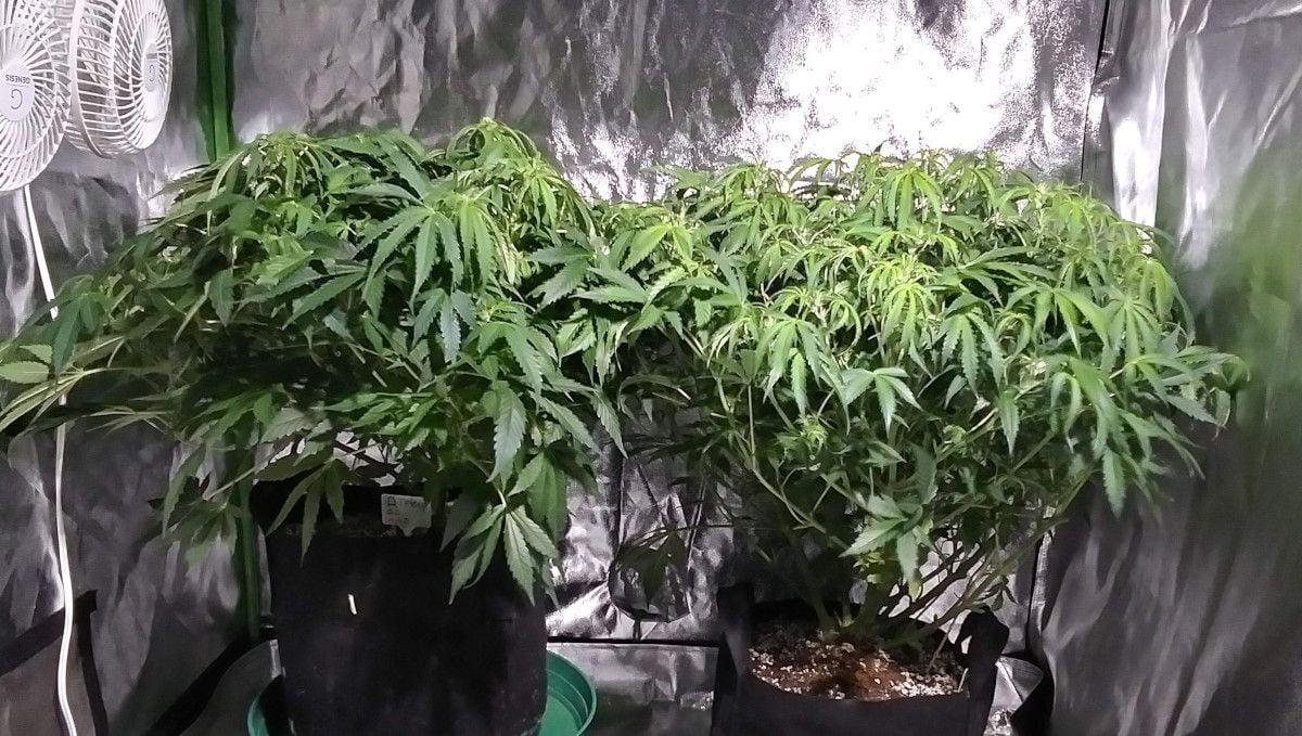 Green Crack Auto cannabis strain: transition (pre-flower) | week 5 | two marijuana plants with very many branches and dense foliage