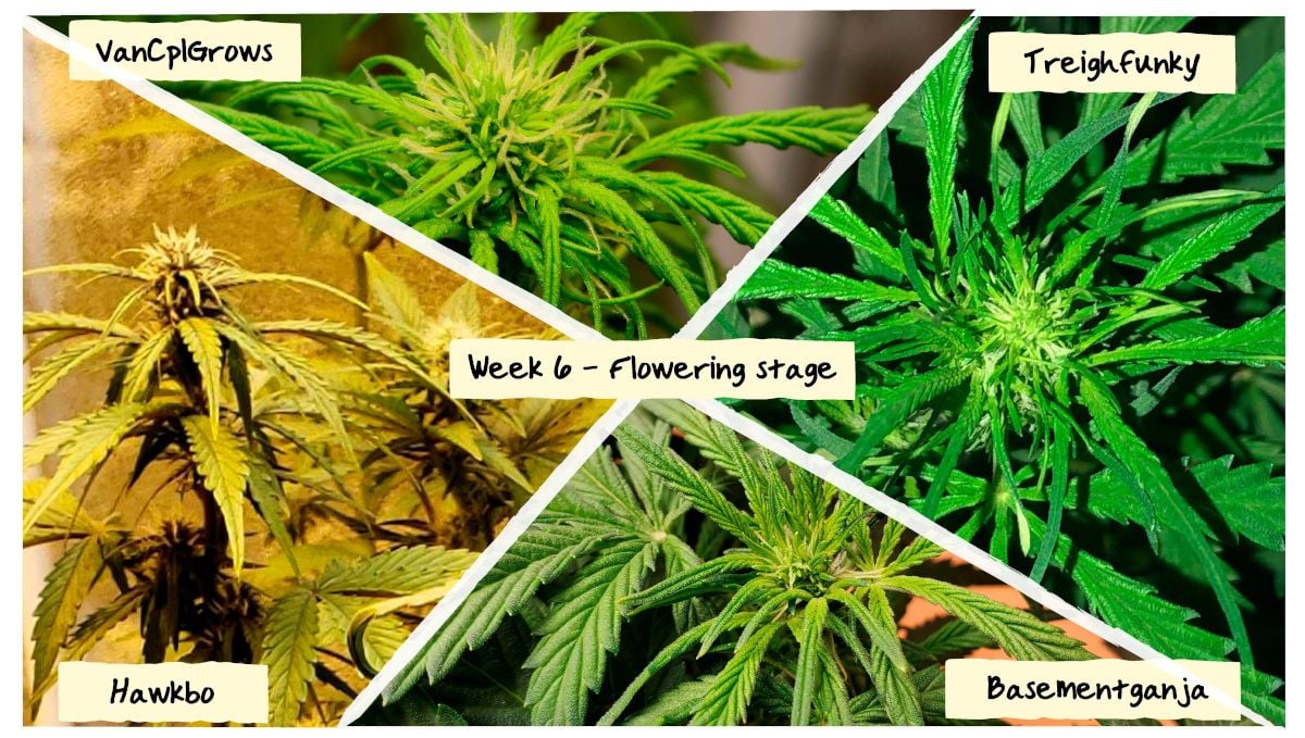 Week 6 Grow Progress