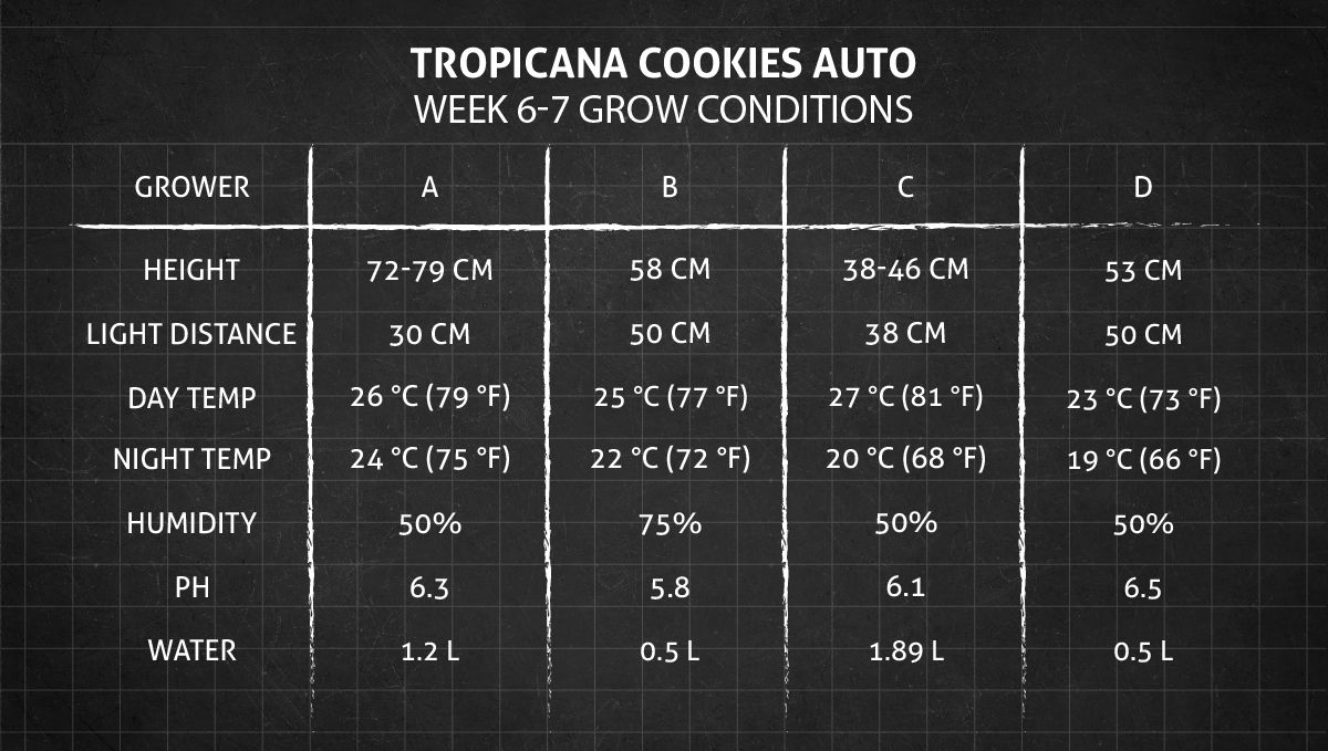 Tropicana Cookies Auto cannabis strain: weeks 6-7 grow conditions