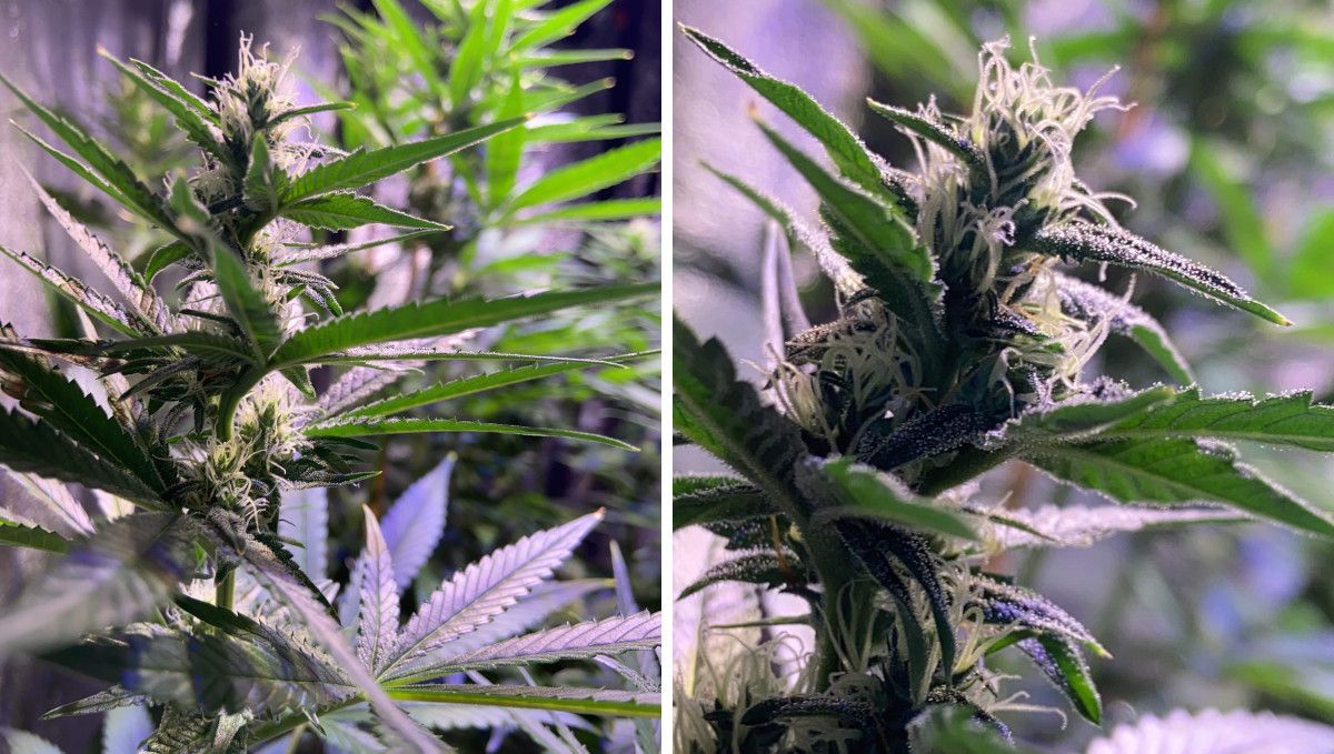 GG4 Sherbet FF cannabis strain: early flower | weeks 8-9 | the first flowers and trichomes forming at the upper nodes