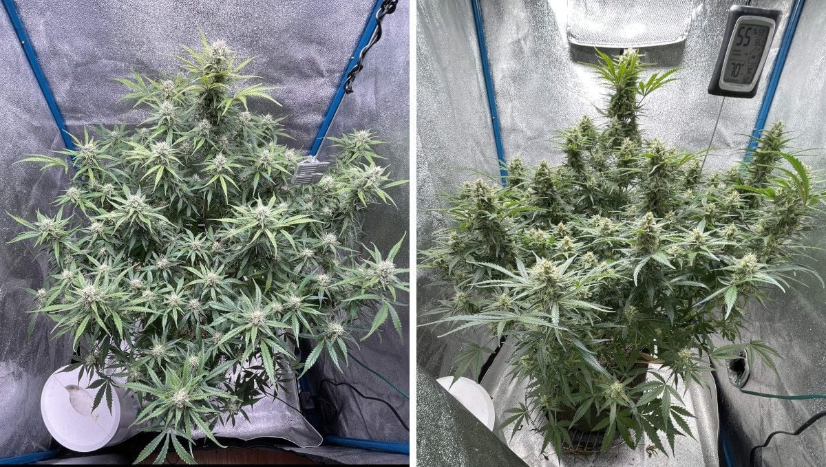 Amnesia Z Auto cannabis strain: early flower | weeks 6-7 | a big multi-branch indoor autoflower with the central cola slightly bigger than the rest and with big flowers forming