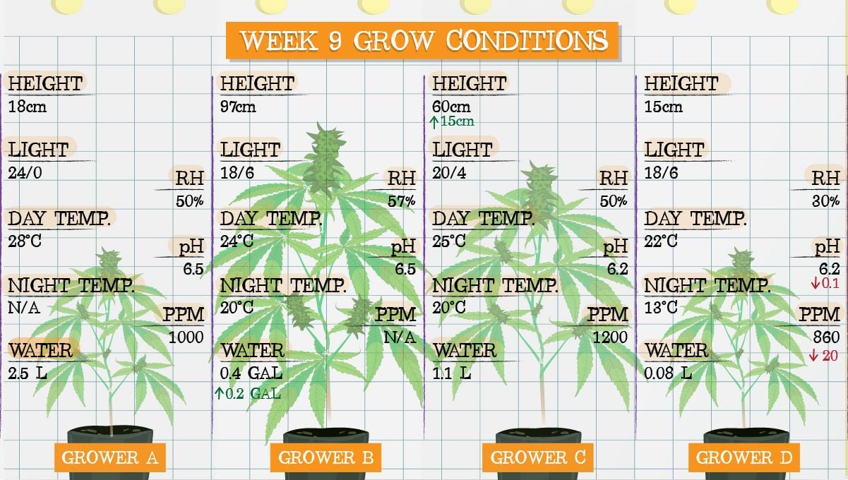 Forbidden Runtz Auto Cannabis Strain Week-by-Week Guide: Week 9 grow conditions