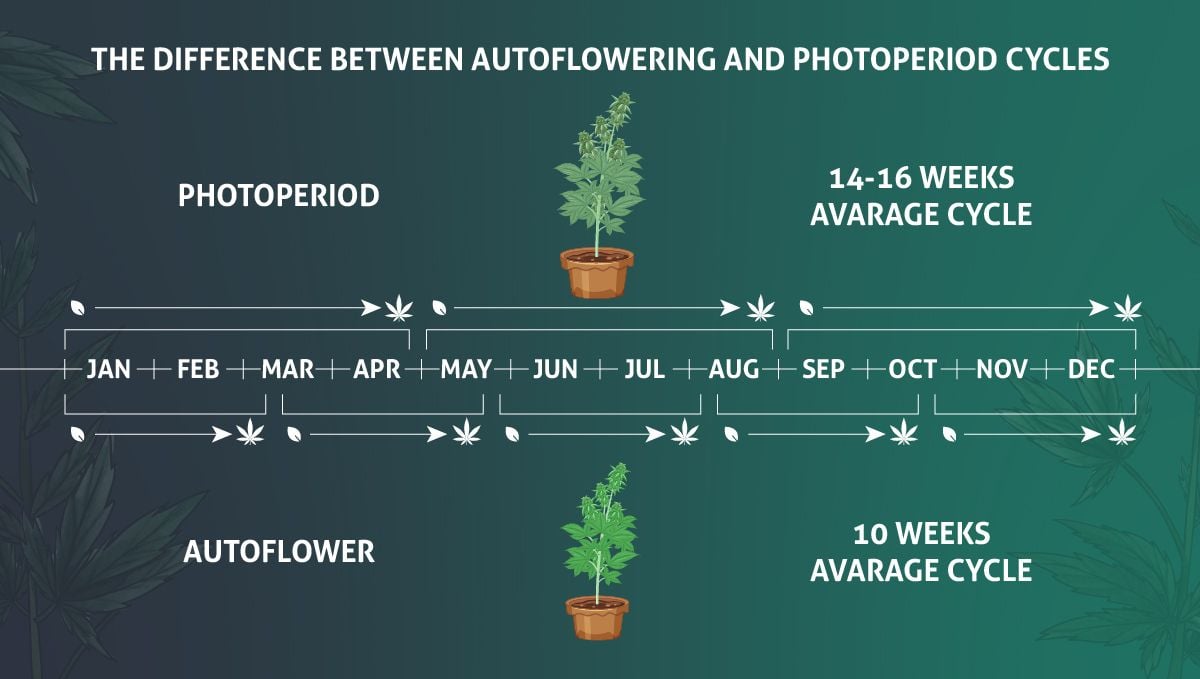 Výhody životního cyklu samonakvétacích rostlin Výhody životního cyklu samonakvétacích rostlin
