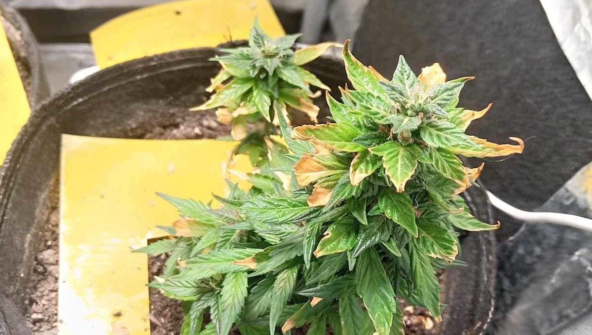 The Best Temperature To Grow Cannabis: A small heat-stressed indoor plant with yellowing and crispy-looking trim leaves