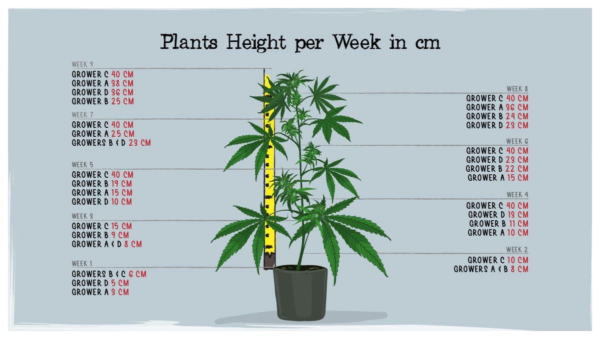 Gelato Auto Cannabis Strain Week-by-Week Guide: Height Chart