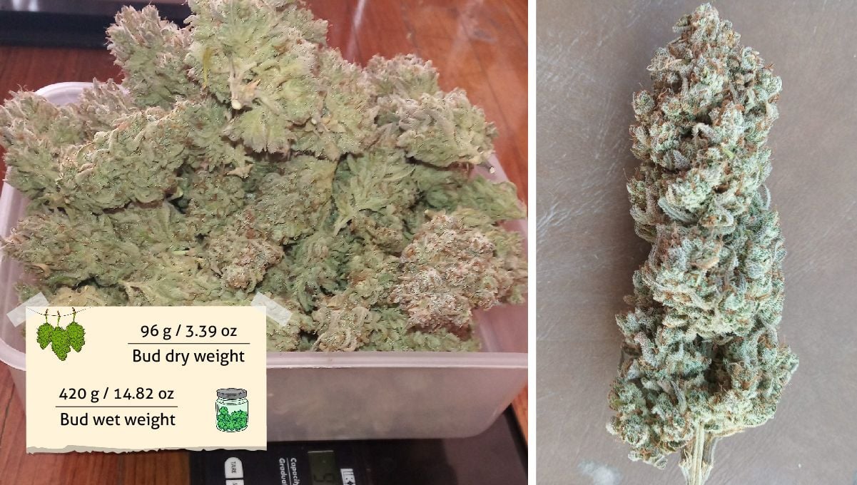 Gelato Auto Cannabis Strain Week-by-Week Guide: Grower C's outcome - A heap of cannabis buds on scales and a trimmed nugget Gelato Auto Cannabis Strain Week-by-Week Guide: Grower C's outcome - A heap of cannabis buds on scales and a trimmed nugget