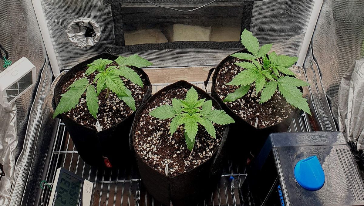 Tropicana Cookies FF cannabis strain: early veg | week 2 | three indoor plants in grow bags; one with slightly droopy leaves