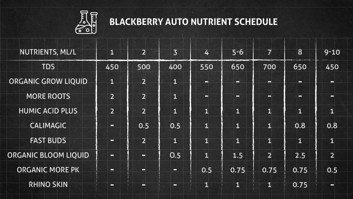Blackberry Auto cannabis strain: veg and flower nutrient schedule Blackberry Auto cannabis strain: veg and flower nutrient schedule