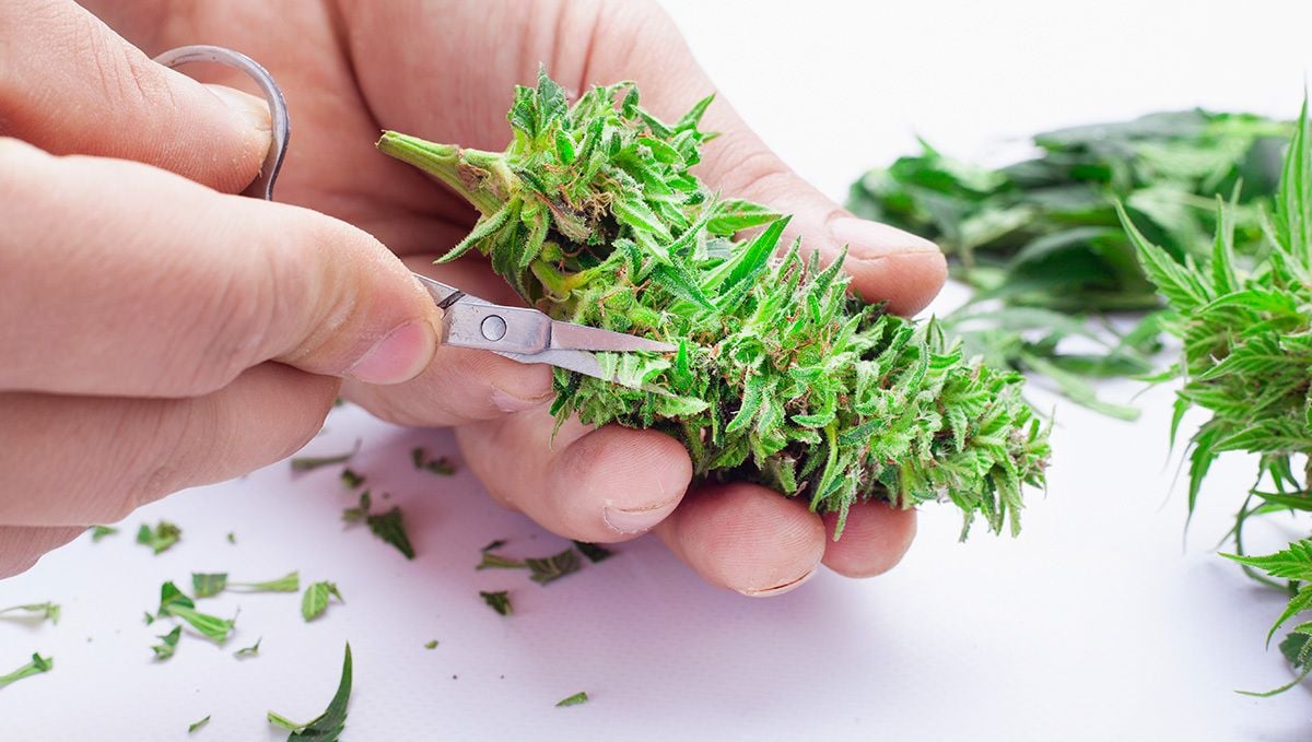 Denke daran, dass der Nassschnitt darin besteht, die Blüten vor dem Trocknen abzuschneiden.