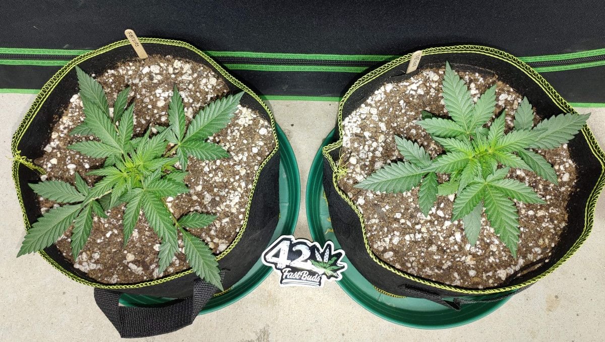 Purple Punch Auto Cannabis Strain Week-by-Week Guide: Two 3 weeks old marijuana plants with very healthy green foliage
