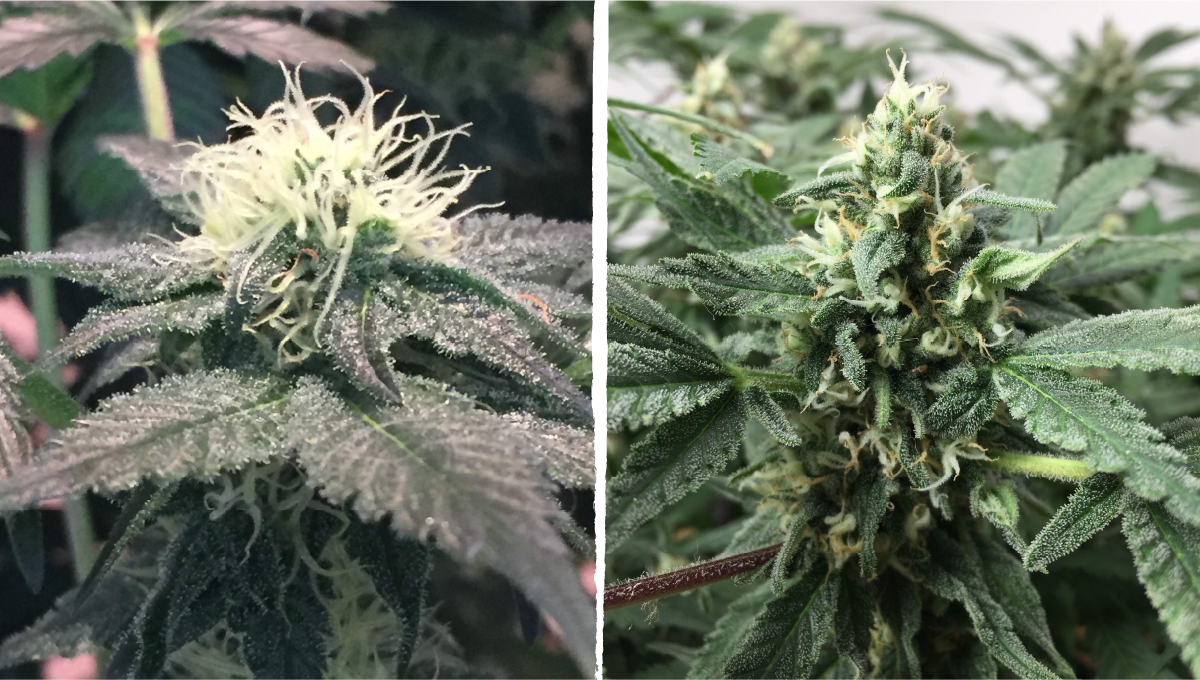 Cookies Kush Cannabis Strain Week-by-Week Guide | Fast Buds