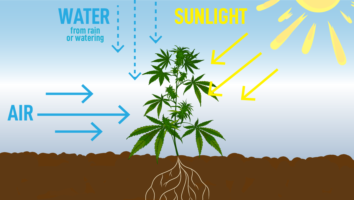 How to grow weed at home: growing outdoors