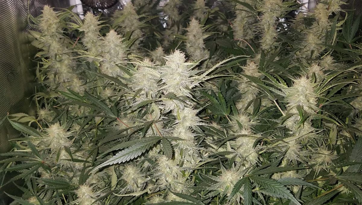 Pineapple Express Auto cannabis strain: mid flower (bulk phase) | weeks 8-9 | the colas of an indoor plant forming a dense canopy