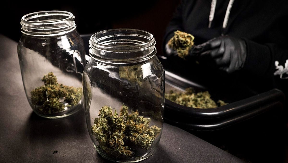 Gorilla cookies auto week-by-week guide: curing cannabis