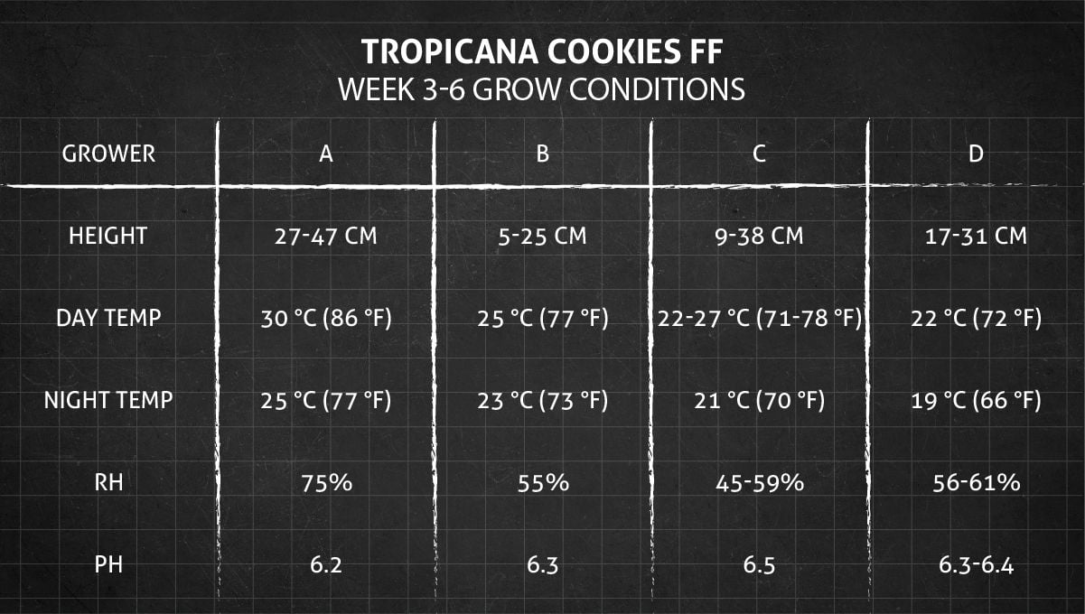 Tropicana Cookies FF cannabis strain: weeks 3-6 grow conditions
