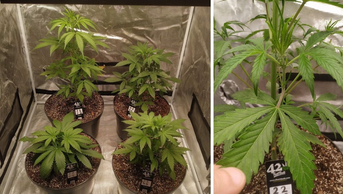 Strawberry Gorilla Auto Cannabissorte: Mittlere Vegetationsphase | Wochen 3-4 | vier Autoflowers im Indoor-Anbau und die ersten Blütenstempel an der größten von ihnen