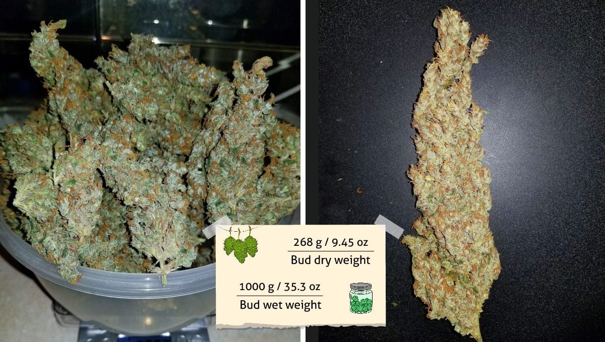 Green Crack Auto cannabis strain outcome: a plastic bowl full of long dry buds and one of them separately