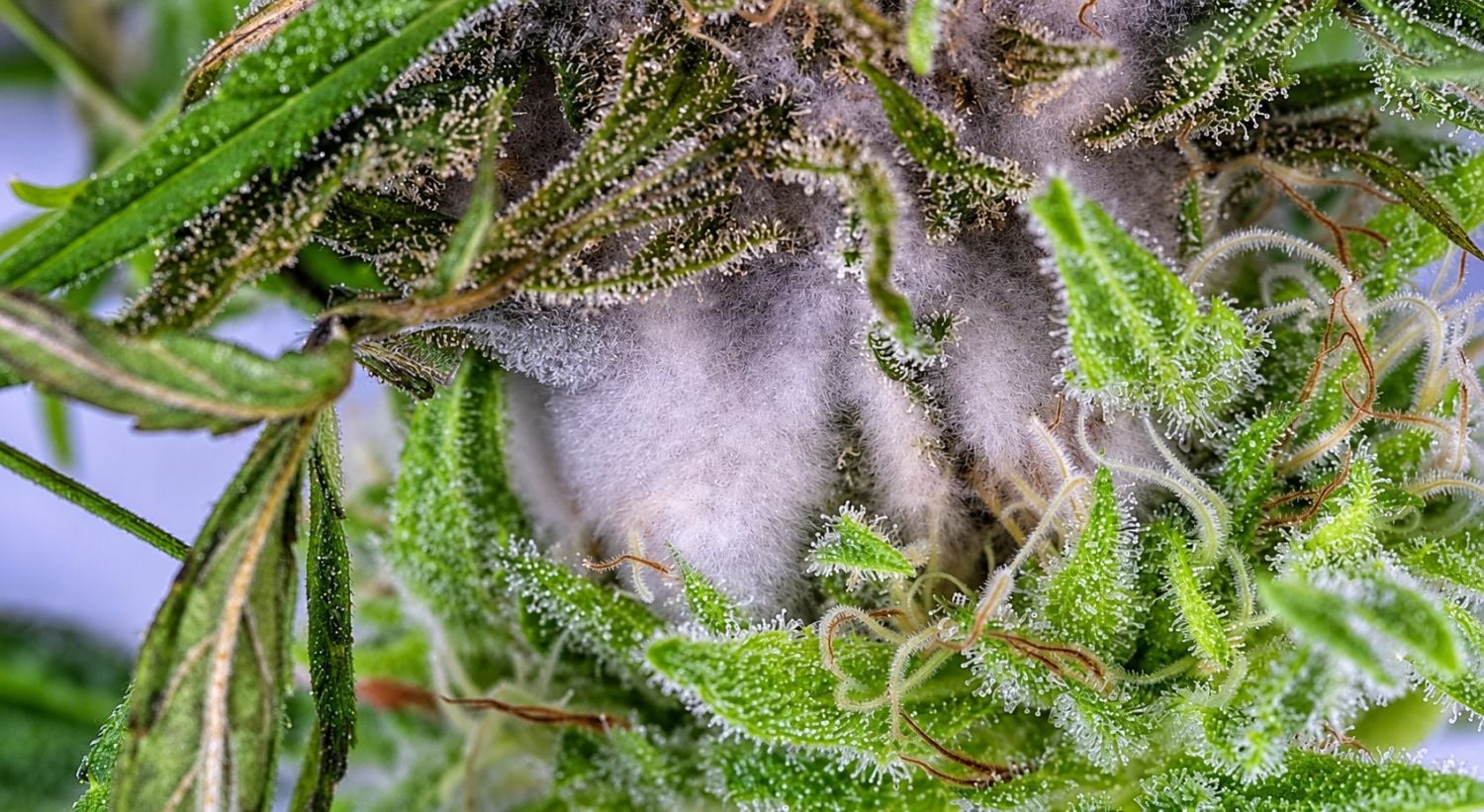 Indoor growing emergencies: fungal issues