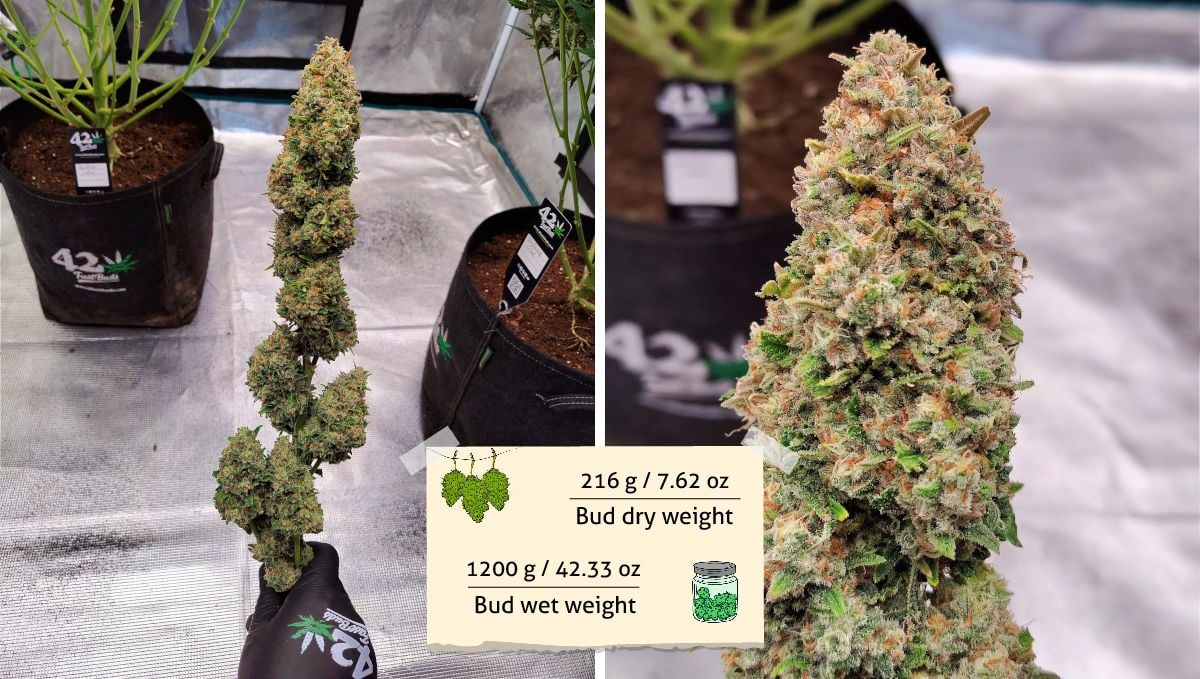 Gorilla Z Auto cannabis strain: yield and smoke report | a grower's hand holding a long wet-trimmed marijuana branch and a closeup of one bud