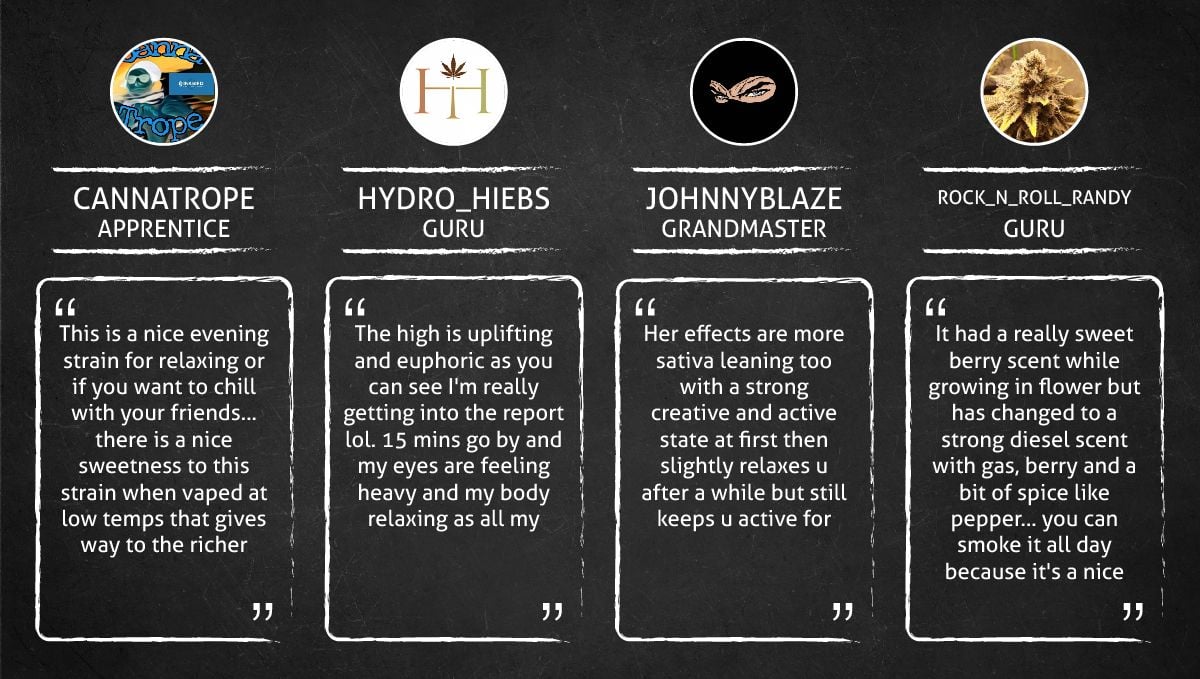 Tropicana Cookies Auto cannabis strain: smoke report