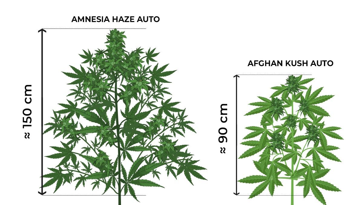 How tall do autoflowers get?: size comparison during the flowering stage