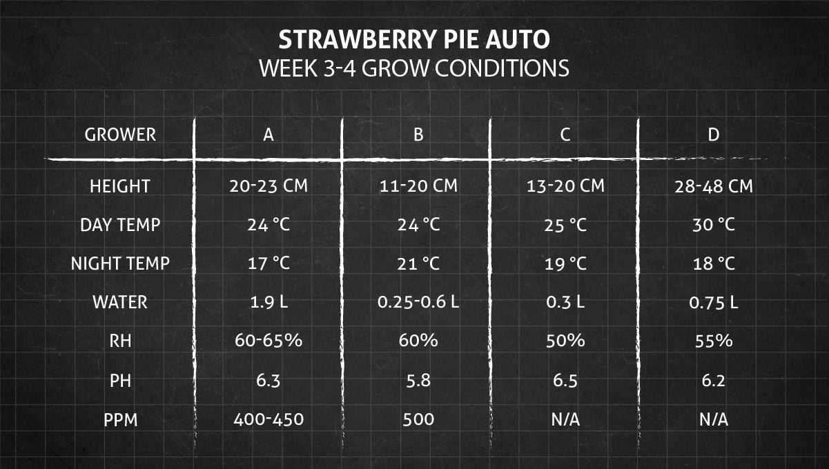 Strawberry Pie Auto Cannabis Strain Week-by-Week Guide: Weeks 3-4 grow conditions