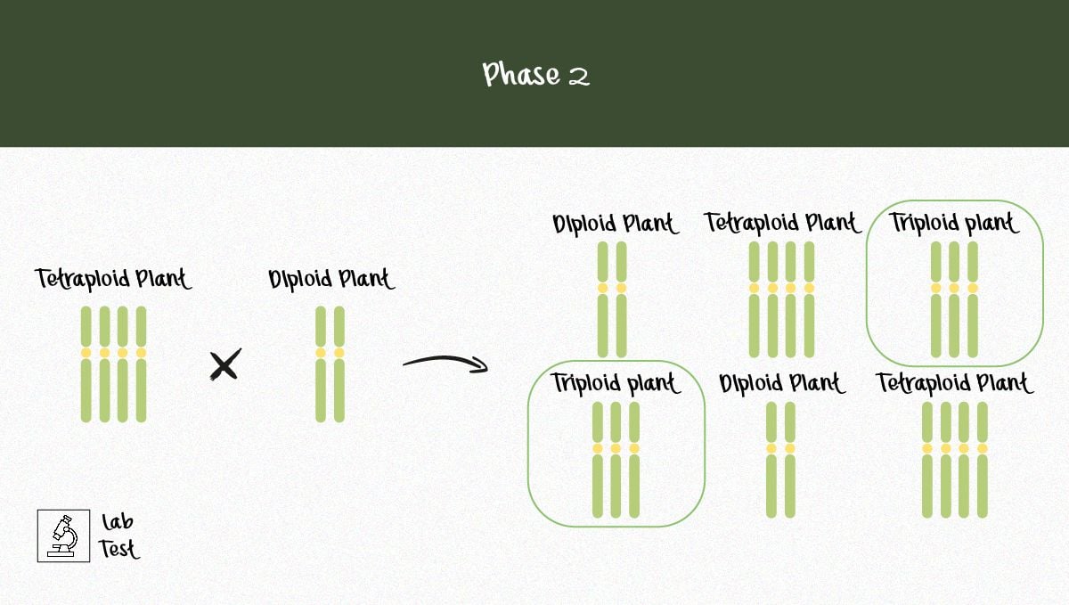 The Potential of Triploid Genetics in Revolutionizing the Cannabis Industry: Infographic illustrating the production of triploids (phase 2) The Potential of Triploid Genetics in Revolutionizing the Cannabis Industry: Infographic illustrating the production of triploids (phase 2)