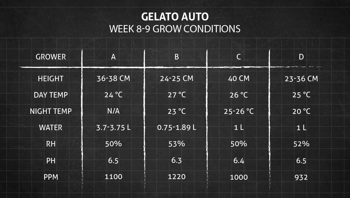 Gelato Auto Cannabis Strain Week-by-Week Guide: Grow conditions in weeks 8-9 Gelato Auto Cannabis Strain Week-by-Week Guide: Grow conditions in weeks 8-9