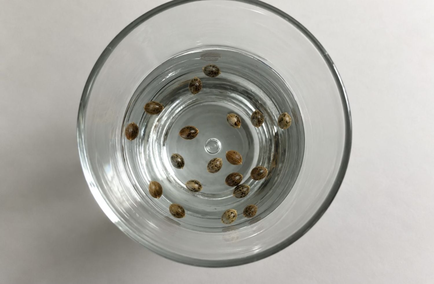 Guida alla germinazione: ammollo in acqua
