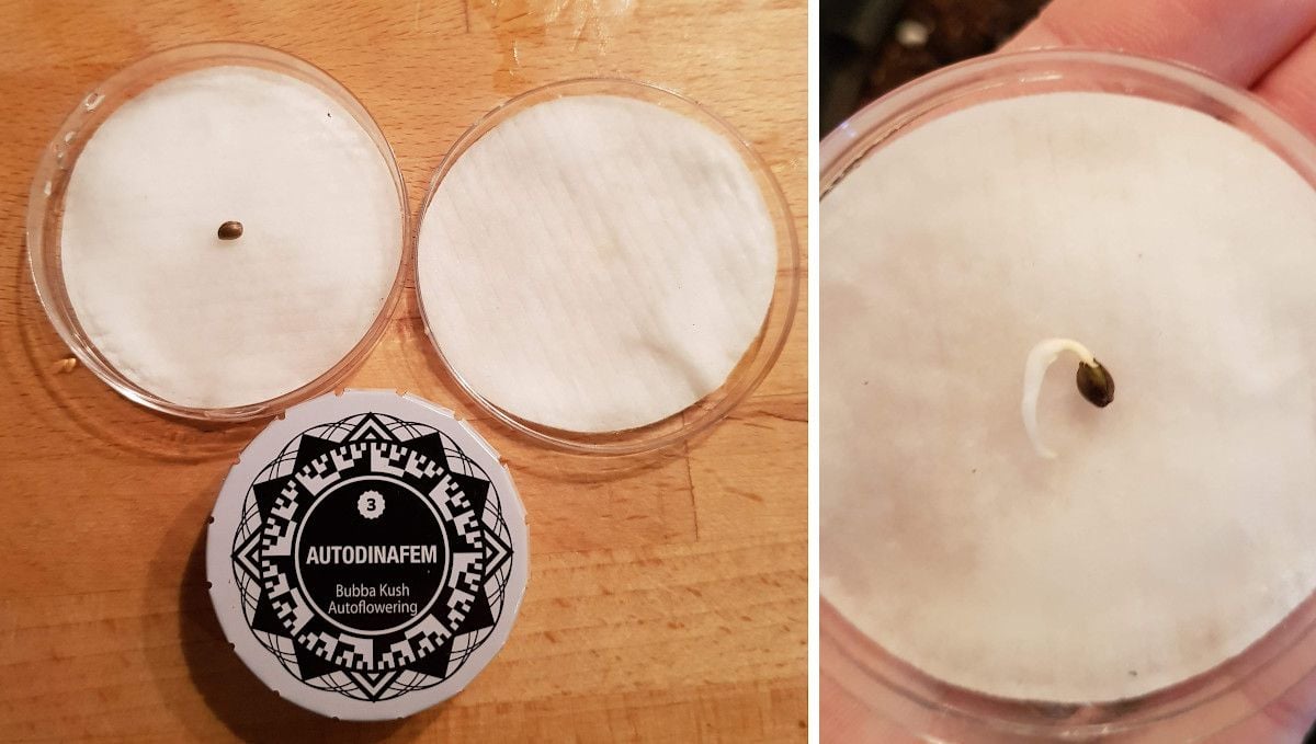 Bubba Kush Auto cannabis strain: germination and seedling stage | germination