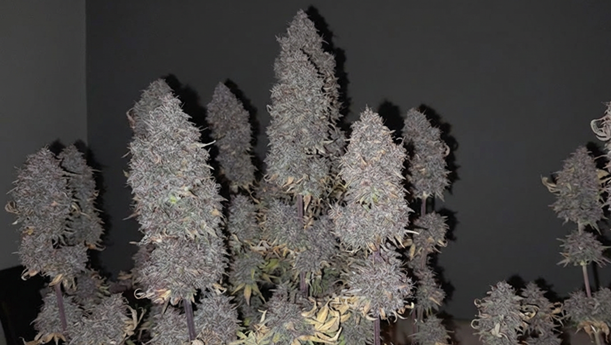 @Dezzco tarafından sergilenen canlı renklerde Banana Purple Punch Auto.