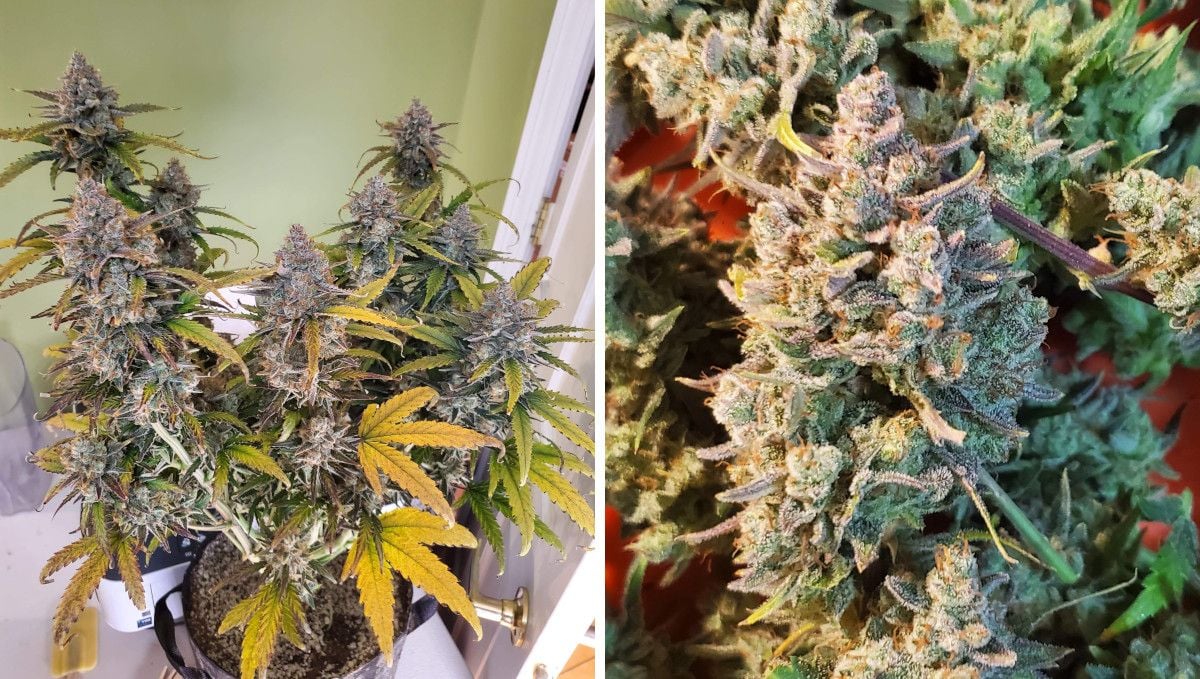 Super Lemon Haze Auto cannabis strain: ripening and harvest | weeks 10 | a weed plant on the eve of harvest, with yellow leaves and purplish buds and a closer look at one of the wet-trimmed frosty buds