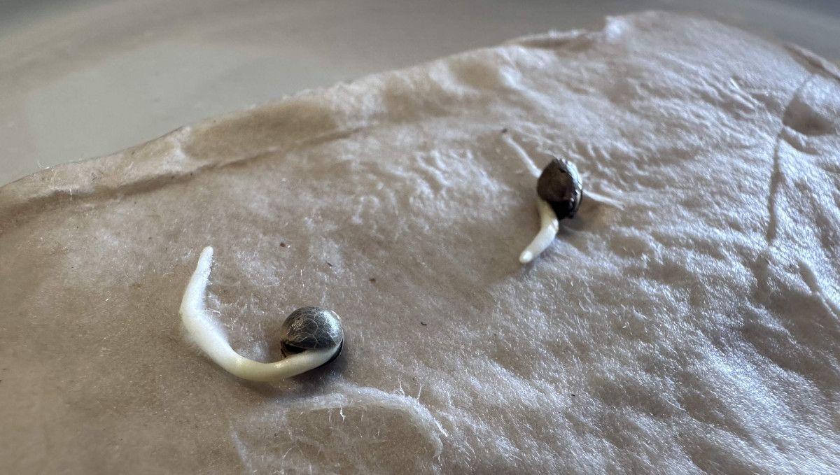 Purple Lemonade FF cannabis strain: germination and seedling stage | week 1 | sprouted seeds on wet paper