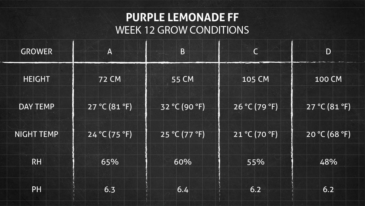 Purple Lemonade FF Cannabis Strain Week-by-Week Guide